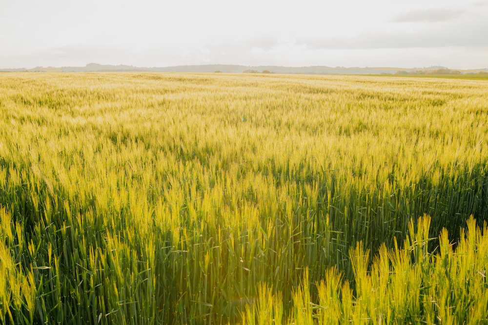 A wheat field